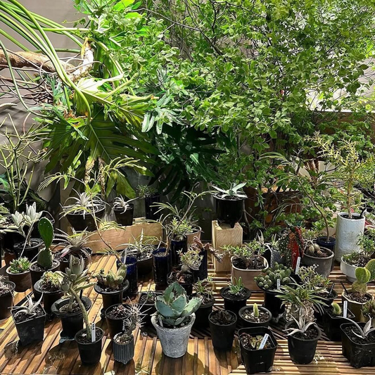 SOL styleがモノマチ2026で植物販売を実施、デザイン事務所の試作サンプルも登場
