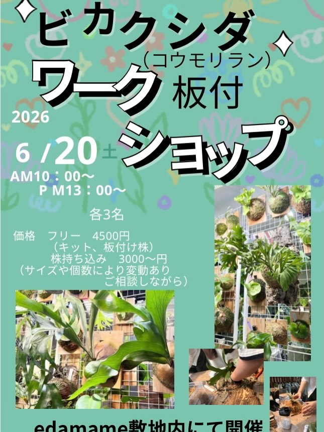 edamameがビカクシダworkshop2026を開催、板付体験の少人数制講座を実施 - リーフラ編集部