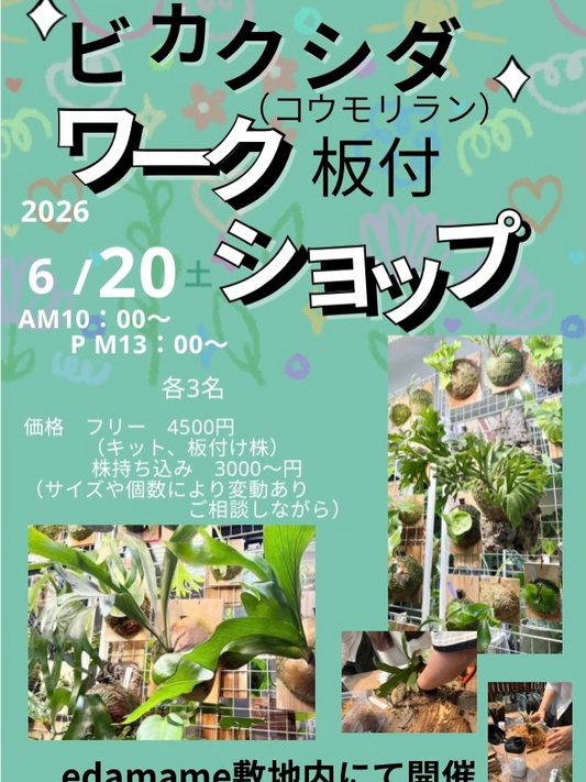 edamameがビカクシダworkshop2026を開催、板付体験の少人数制講座を実施