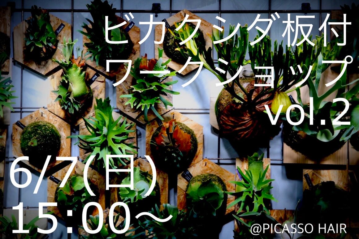 都内受け取り限定ビカクシダ 板付 複数セット まとめ売り PICASSO HAIRがビカクシダ板付ワークショップvol2を開催、30種類以上