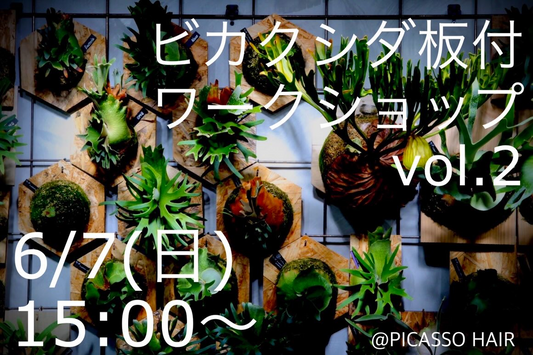 PICASSO HAIRがビカクシダ板付ワークショップvol2を開催、30種類以上から選べる体験型講座