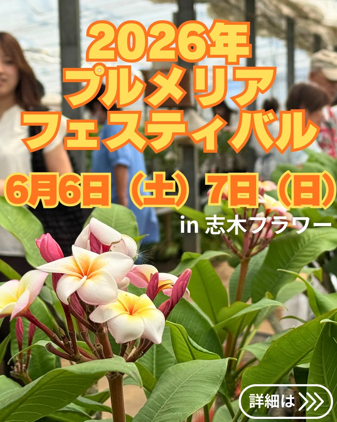 志木フラワーがプルメリアフェスティバル2026を開催、51品種1万鉢の生産直売会が埼玉県志木市で実施 - リーフラ編集部