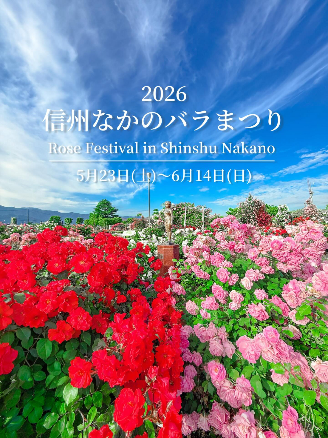 2026信州なかのバラまつりが一本木公園で開催、薔薇の彩りが長野県中野