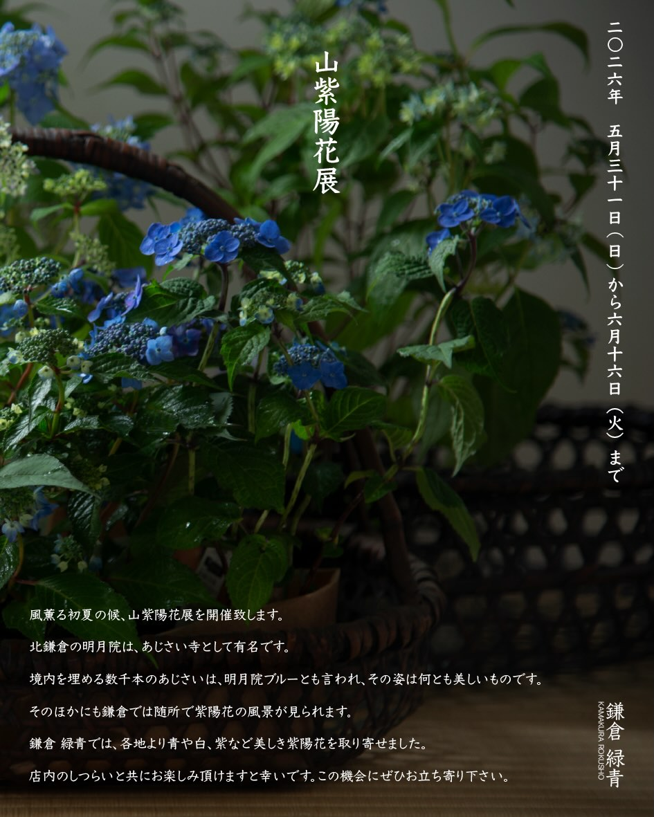 鎌倉緑青が山紫陽花展2026を開催、約30種の山紫陽花と鉢植えや苗を展開