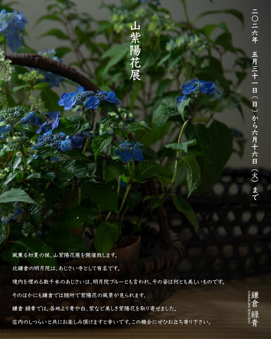 鎌倉緑青が山紫陽花展2026を開催、約30種の山紫陽花と鉢植えや苗を展開