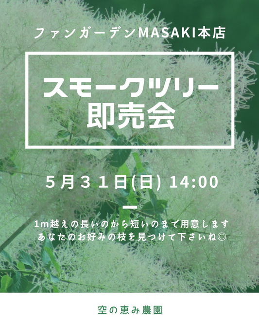 スモークツリー即売会2026がファンガーデンMASAKI本店で開催、長尺枝とドライ向け花材を販売