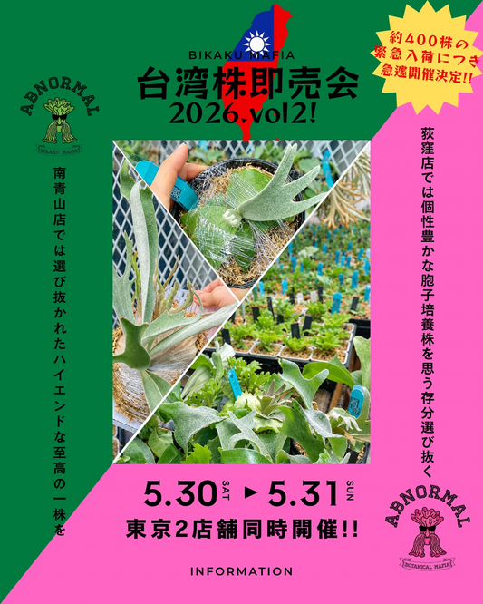 BIKAKUMAFIA台湾株即売会vol2 2026が東京2店舗で開催、約400株のビカクシダが集結