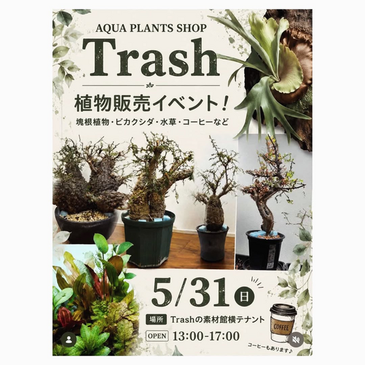AQUA PLANTS SHOP2026がTrashで開催、塊根植物やビカクシダや水草の販売イベント