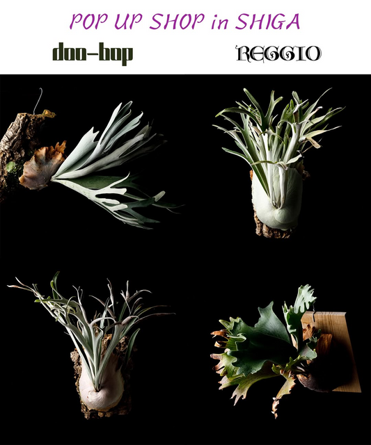 REGGIOがREGGIO POP UP SHOP in SHIGA2026を開催、パキプスや希少ビカクシダと古着を販売