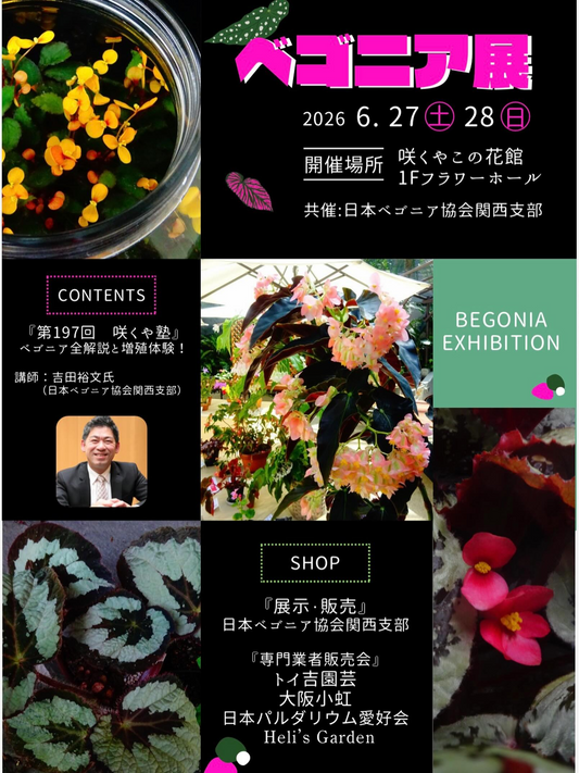 咲くやこの花館がベゴニア展2026を開催、単独開催で展示販売と第197回咲くや塾を実施