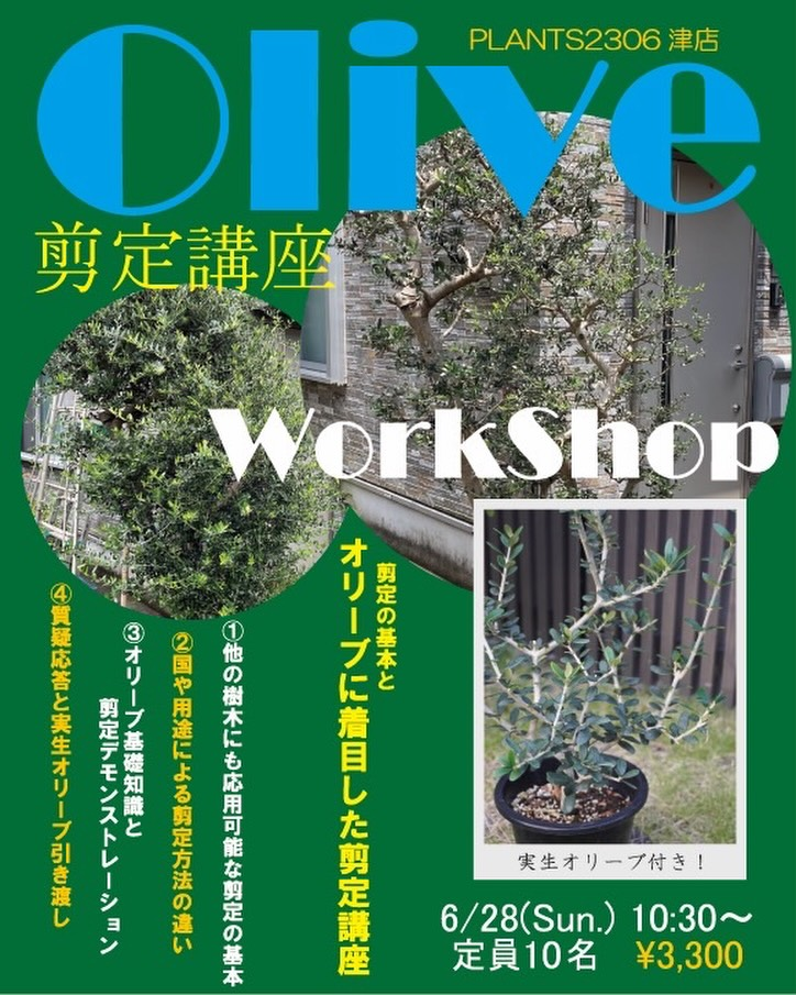PLANTS2306津店がオリーブ剪定講座ワークショップ2026を開催、剪定の基本と実生オリーブ配布を実施