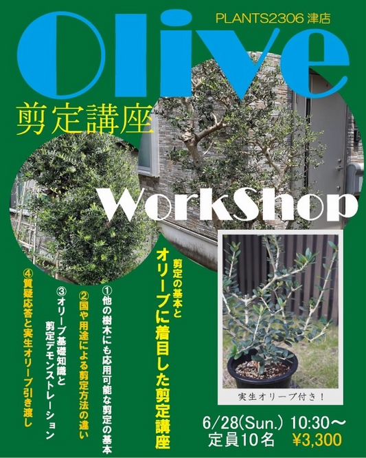 PLANTS2306津店がオリーブ剪定講座ワークショップ2026を開催、剪定の基本と実生オリーブ配布を実施