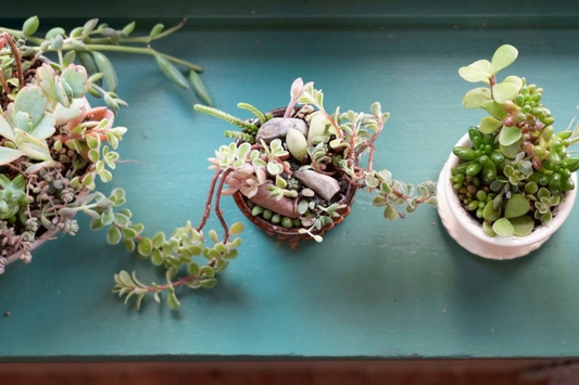 MINOYAで多肉植物寄せ植えワークショップ2026を開催、オリジナル鉢と寄せ植え制作を実施