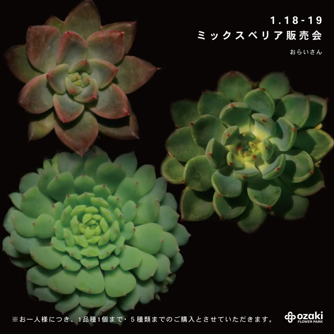 オザキフラワーパークがミックスベリア販売会を開催、購入制限付きの特別販売で植物愛好家に新たな育成機会を提供