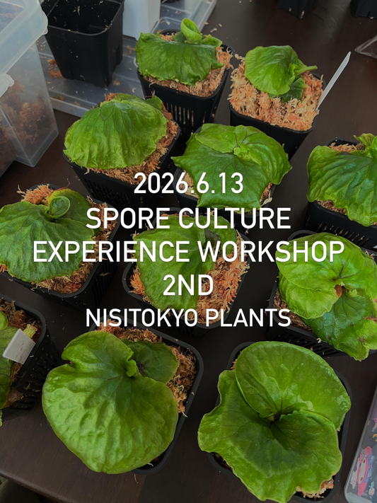 西東京計画都が第2回胞子培養体験会板付け即売会2026を開催、ビカクシダの体験とレア株販売を実施