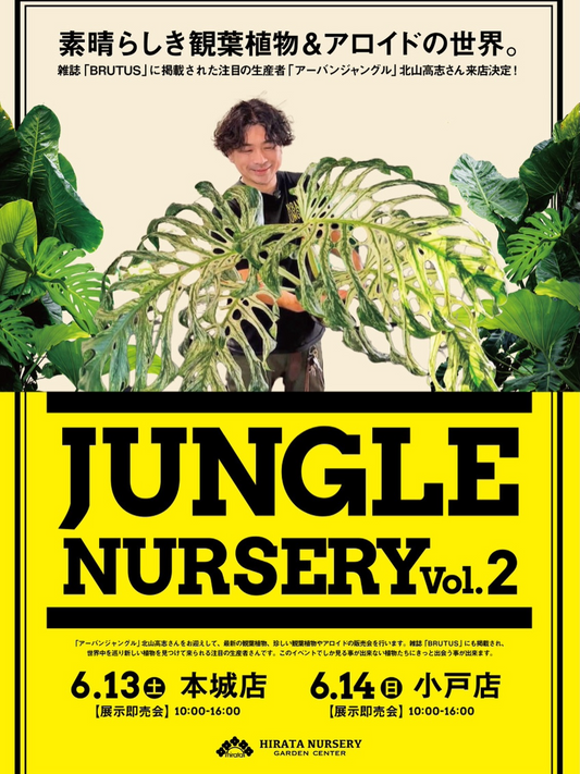 平田ナーセリー本城店でJUNGLE NURSERY Vol2 2026を開催、観葉植物とアロイド販売会を実施