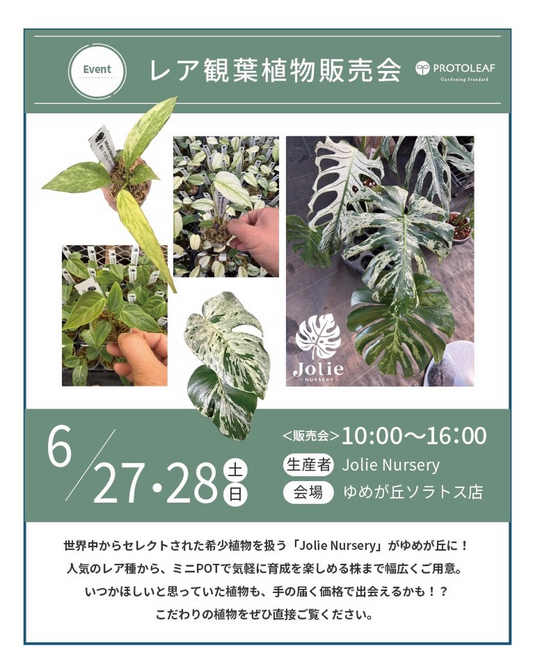 プロトリーフゆめが丘ソラトス店でレア観葉植物販売会2026を開催、Jolie Nurseryの希少植物が集結