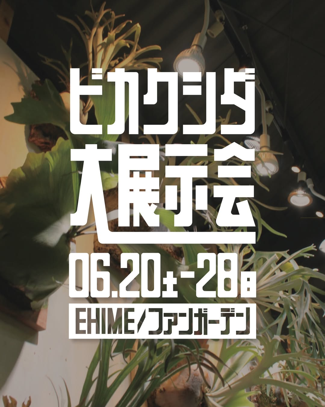 ファンガーデンMASAKI本店がビカクシダ大展示会2026を開催、展示販売や板付け相談を実施