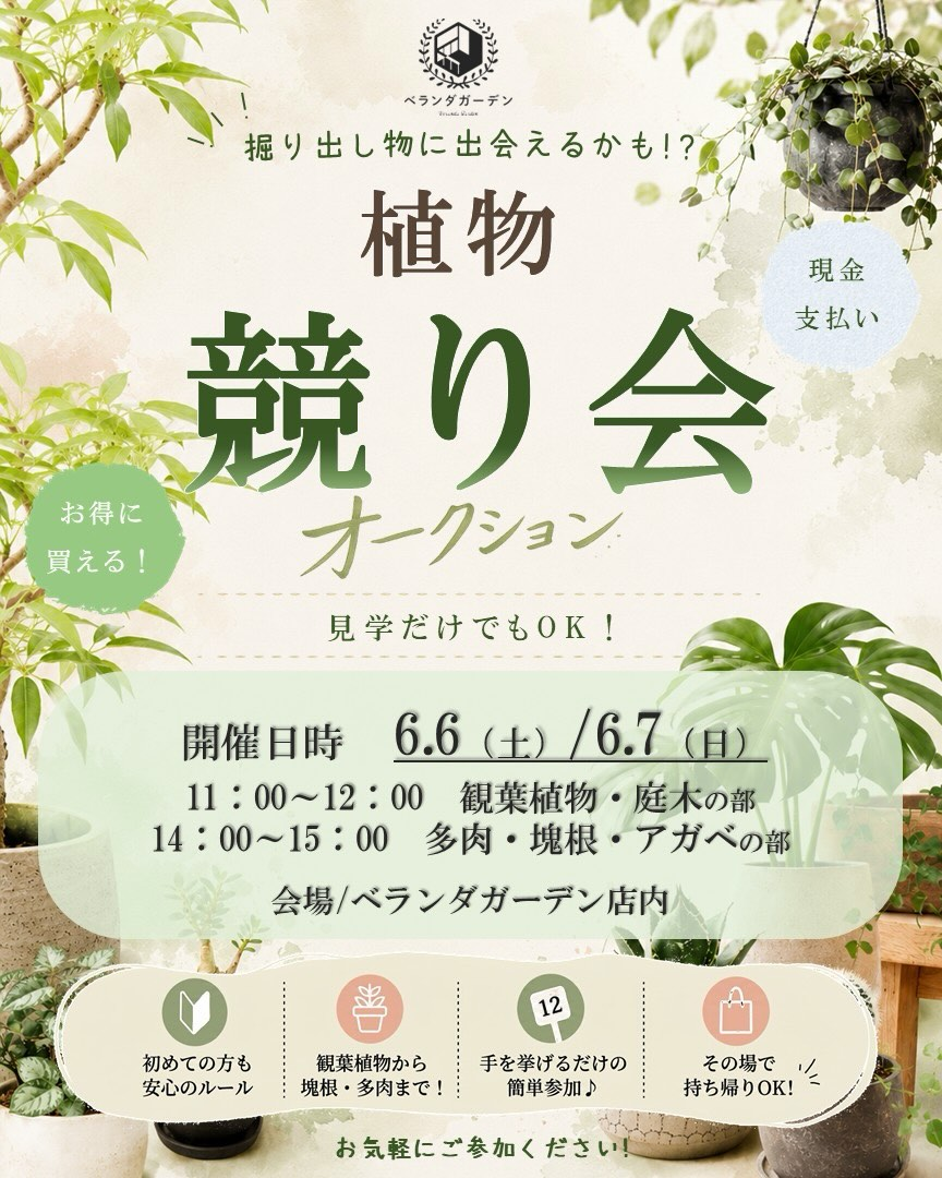 ベランダガーデンが植物競り会2026を開催、観葉植物やアガベなどを店舗内で出品