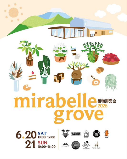 菓子屋ミラベルでmirabelle grove植物即売会2026を開催、ビカクシダやアガベとスイーツが集結