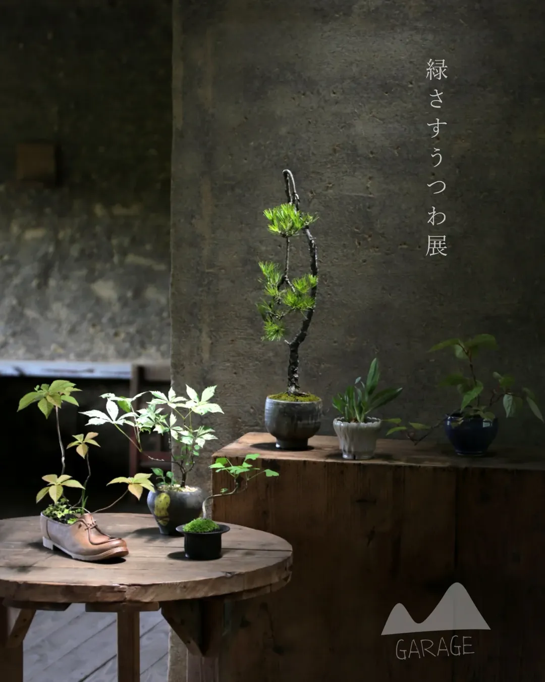 GARAGEガラジで緑さすうつわ展2026を開催、山野草や多肉植物と盆栽が器と共演