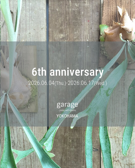 BACKPLAINPLANTSがビカクシダ板付けワークショップ2026を開催、garageYOKOHAMAで体験講座を実施