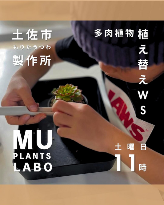 もりたうつわ製作所が多肉植物植え替えワークショップ2026を開催、鉢と植物を選ぶ寄せ植え体験