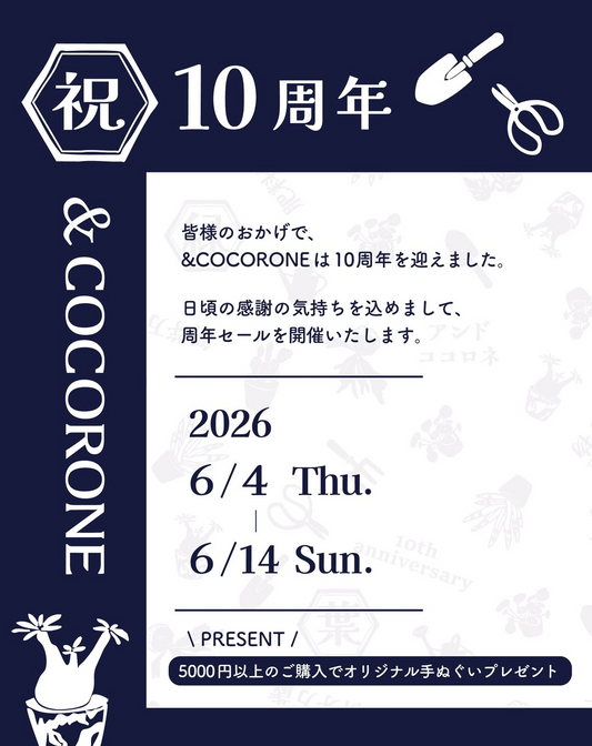 アンドココロネが10周年セール2026を開催、5000円以上購入でオリジナル手ぬぐいを進呈