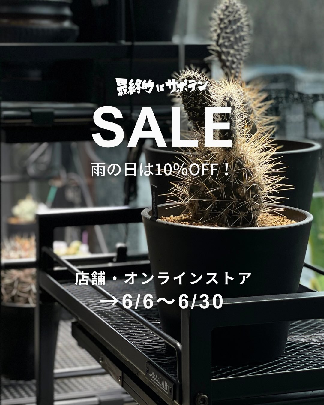 最終的にサボテンがSALE2026を開催、雨の日限定の植物割引とオンライン送料半額を実施