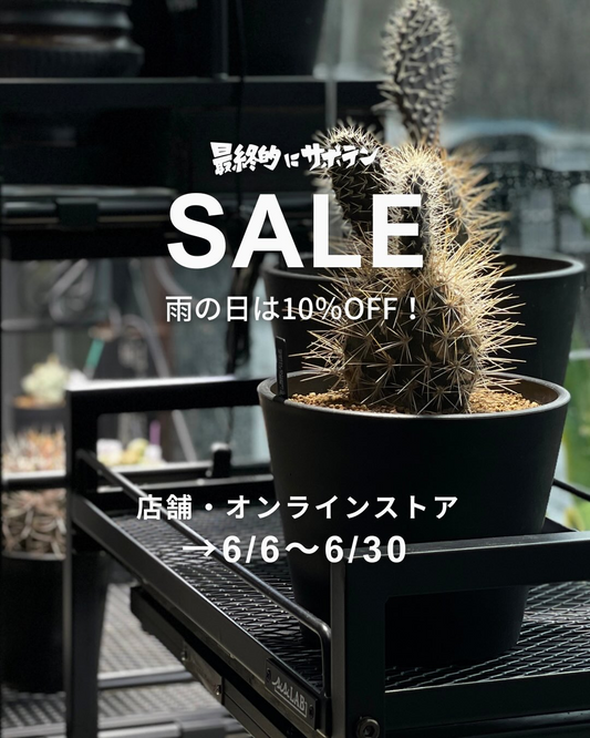 最終的にサボテンがSALE2026を開催、雨の日限定の植物割引とオンライン送料半額を実施