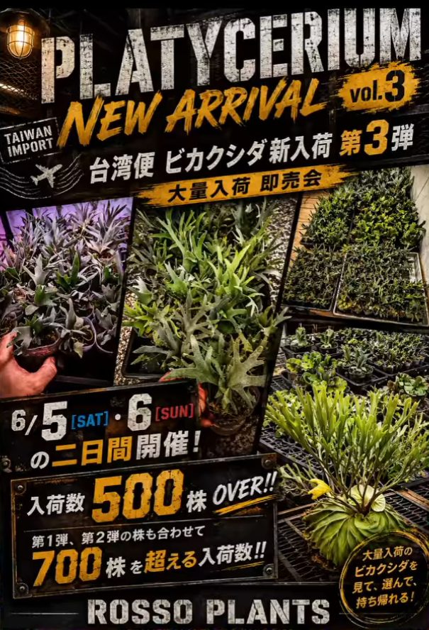ROSSO PLANTSが台湾便ビカクシダ即売会2026を開催、700株超の大量入荷株を販売