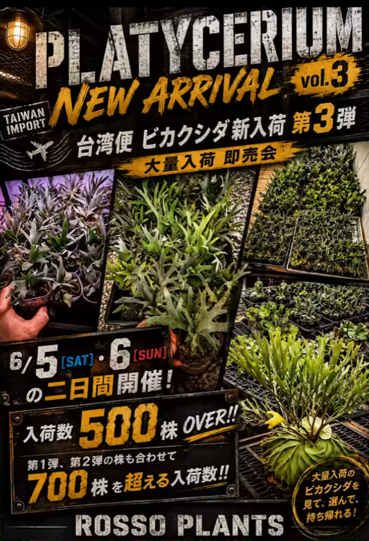 ROSSO PLANTSが台湾便ビカクシダ即売会2026を開催、700株超の大量入荷株を販売