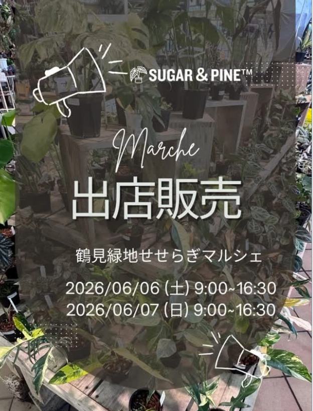 鶴見緑地せせらぎマルシェ日曜市2026でSUGAR & PINEが出店、観葉植物と植物グッズを販売