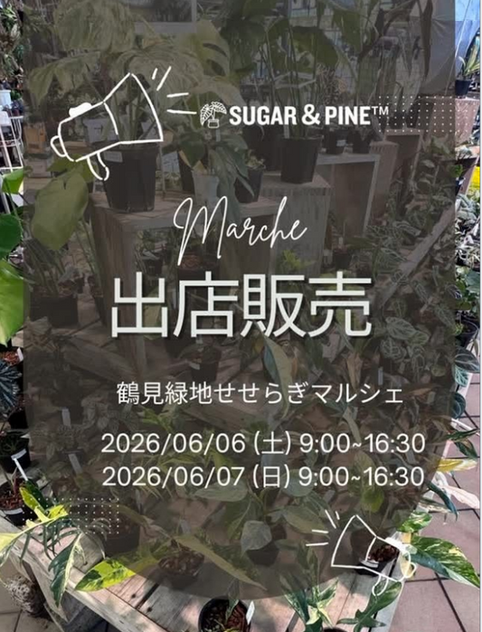鶴見緑地せせらぎマルシェ日曜市2026でSUGAR & PINEが出店、観葉植物と植物グッズを販売