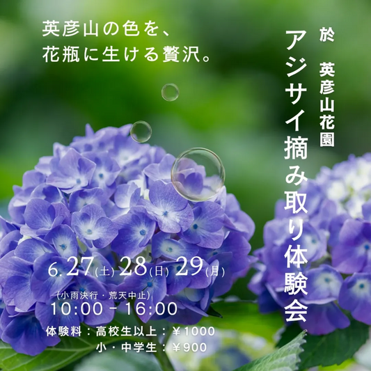 英彦山花園がアジサイ摘み取り体験会を開催、約2000株から選べる梅雨の花体験を実施