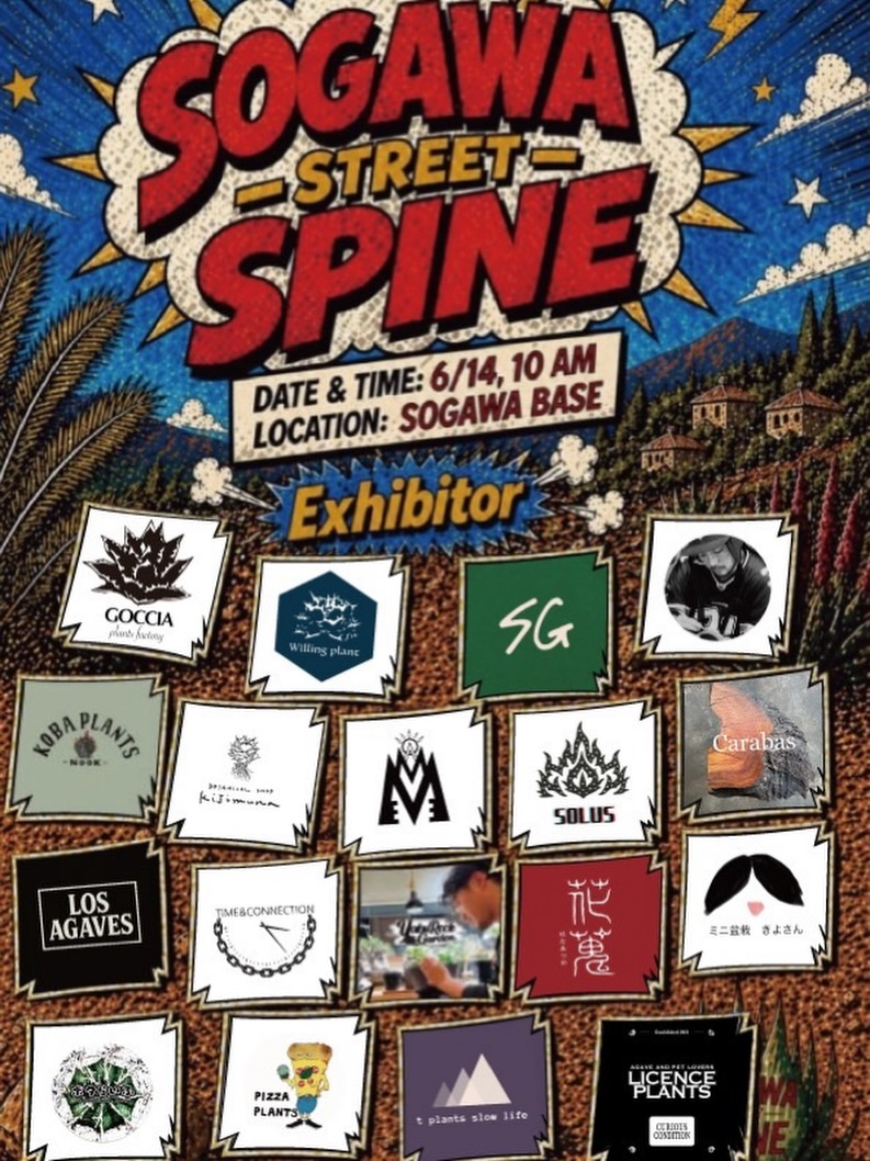 SOGAWASTREETSPINEが総曲輪BASEで開催、アガベと塊根植物の厳選株が富山に集結