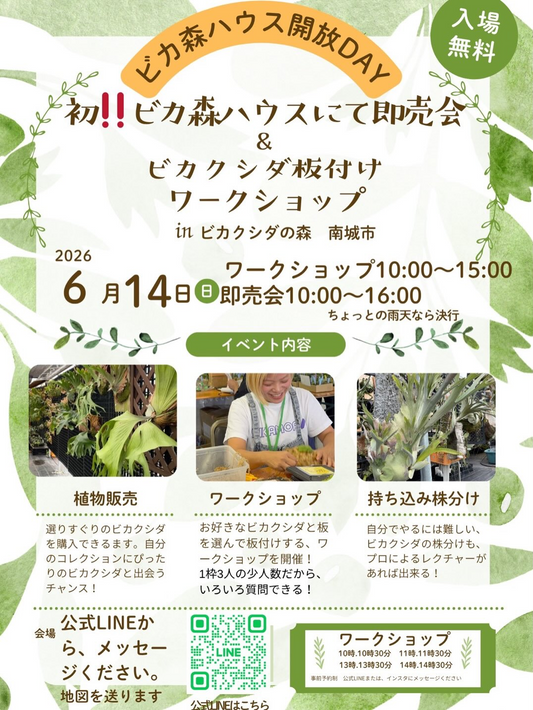 ビカ森ハウス開放DAY2026が南城市で開催、ビカクシダ即売会と板付けワークショップを実施