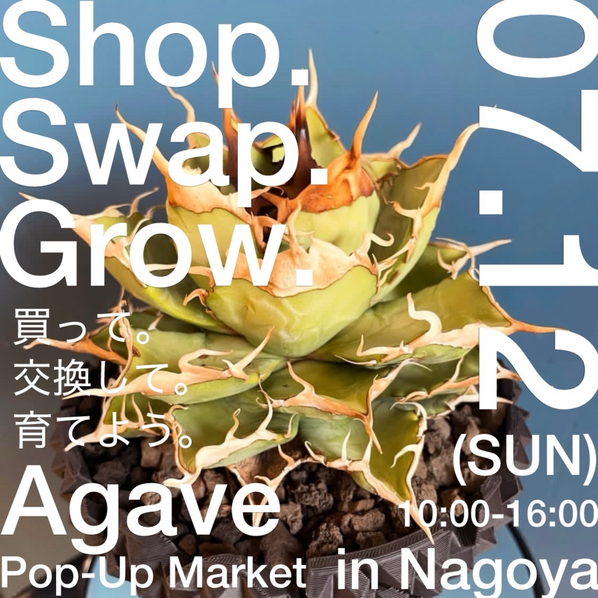 AgavePopUpMarketinNagoya2026が名古屋栄で開催、アガベ販売とトレード