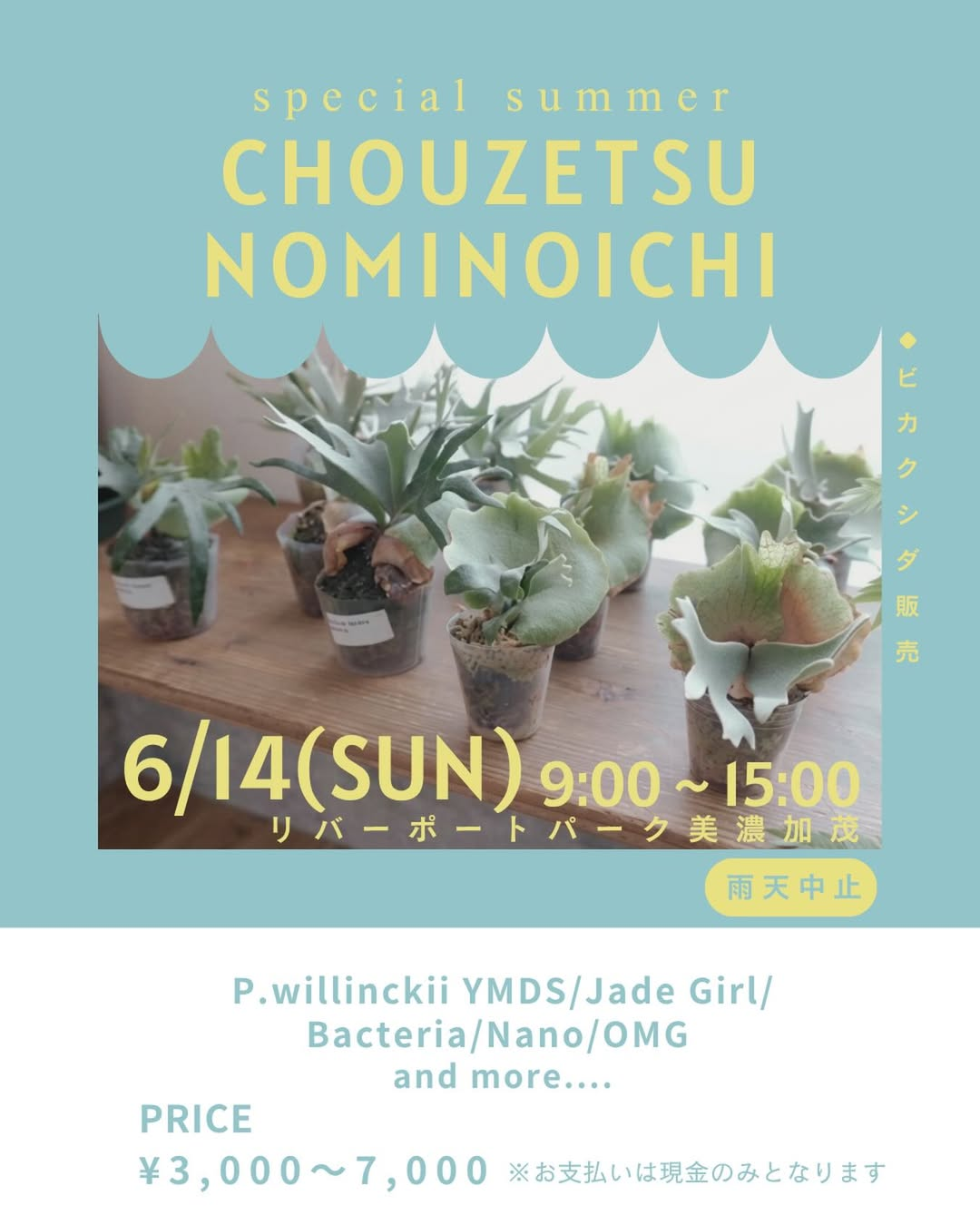 specialsummerCHOUZETSUNOMINOICHI2026でabdplantsが出店、ビカクシダ
