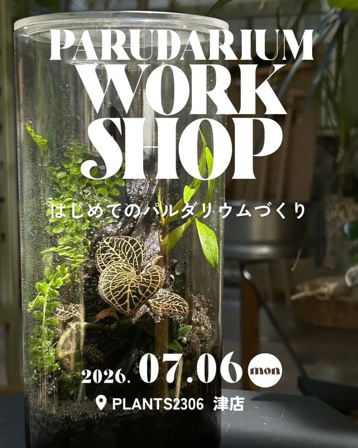 PLANTS2306がパルダリウムづくり2026を開催、ジュエルオーキッドを使った制作体験を津市で実施
