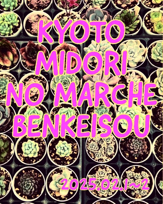 KYOTO MIDORI NO MARCHE BENKEISOUが多肉植物特別展示販売会をディリパ京都で開催、実生専門店など26店舗が集結し希少品種の展示販売を実施