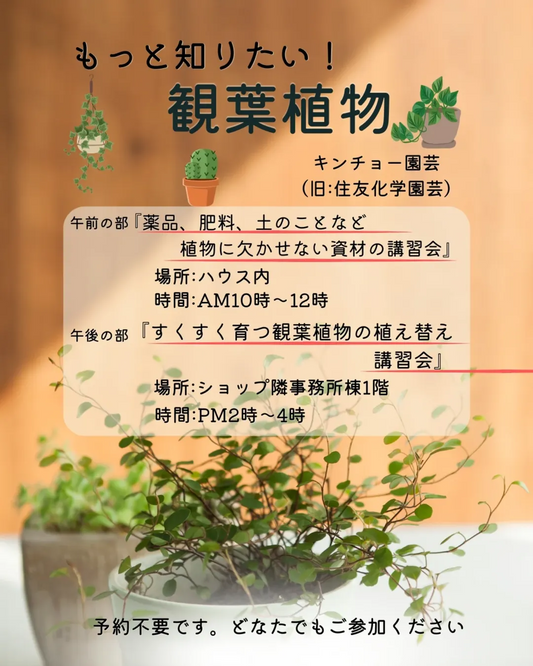 もっと知りたい観葉植物2026が新潟市で開催、キンチョー園芸による資材と植え替え講習会を実施