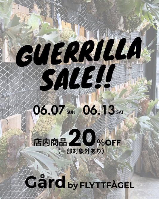 ガーデバイフリットフォーゲルビカクシダゲリラセール2026が木更津で開催、店内商品20パーセントOFFを実施