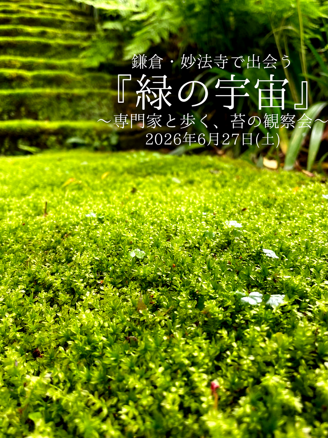 鎌倉妙法寺で出会う緑の宇宙2026が開催、苔むすびと歩く苔観察会を実施