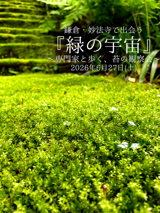 鎌倉妙法寺で出会う緑の宇宙2026が開催、苔むすびと歩く苔観察会を実施