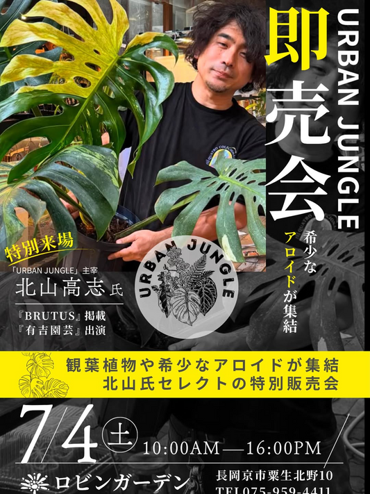URBANJUNGLE北山高志氏による即売会2026がロビンガーデンで開催、希少アロイドと観葉植物を販売