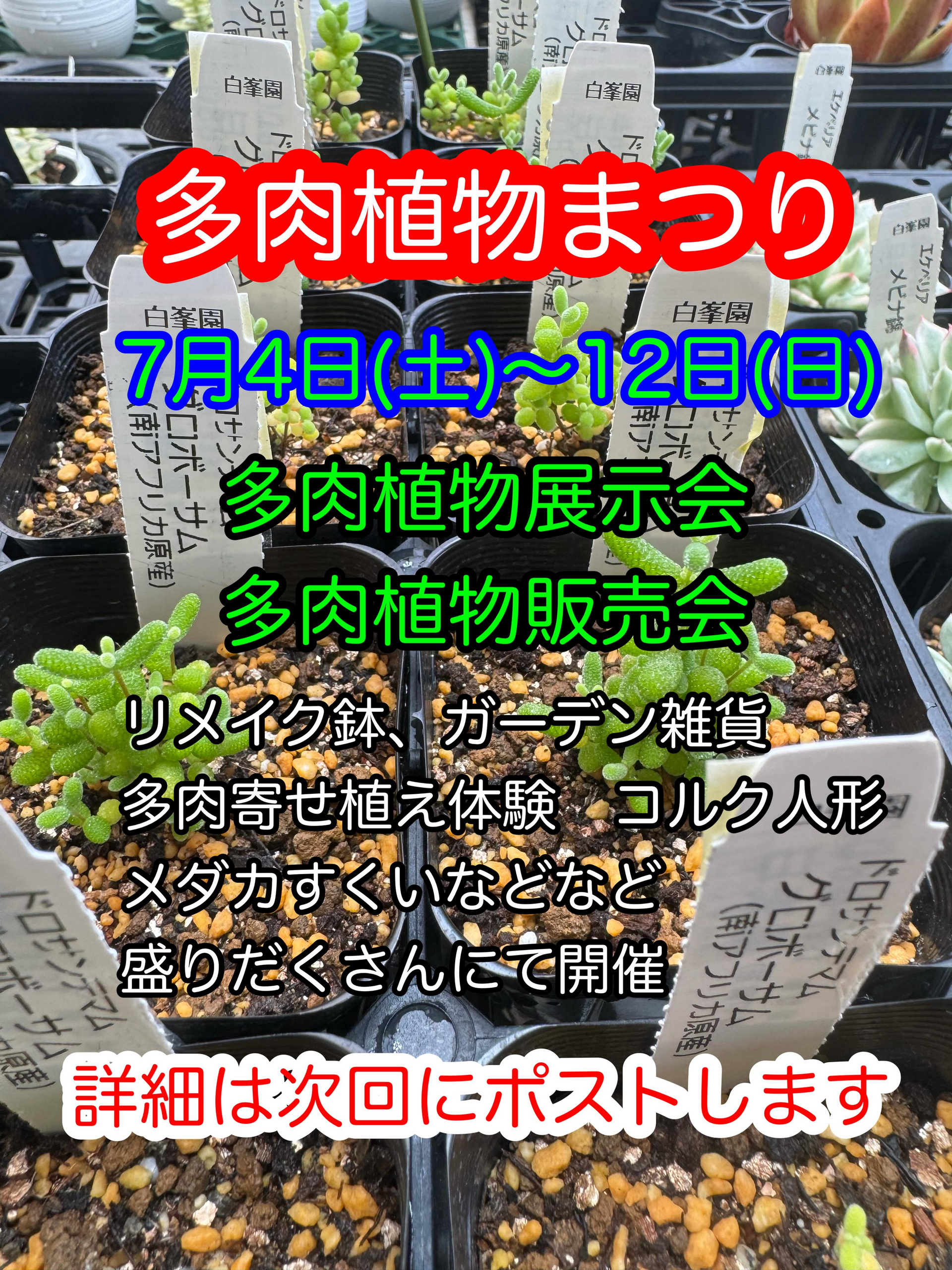 12 noriko多肉植物販売会 多肉植物まつり2026が夜越山森林公園で開催、多肉植物の展示販売と体験