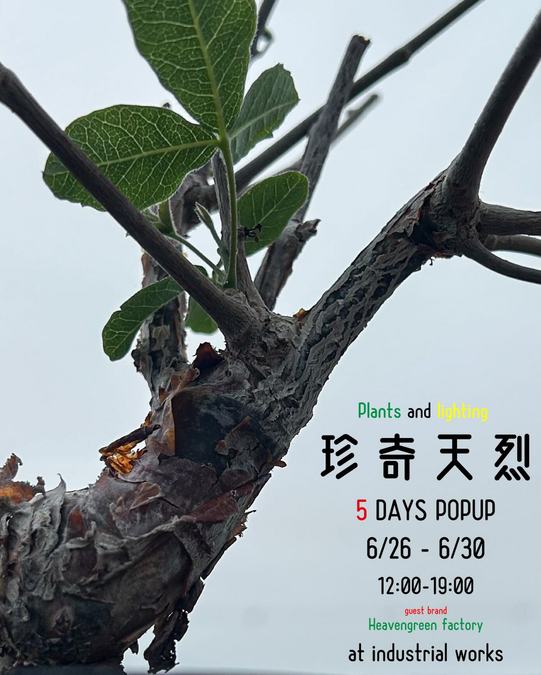 POPUP珍奇天烈植物vol.4がINDUSTRIALWORKSで開催、ビザールプランツと