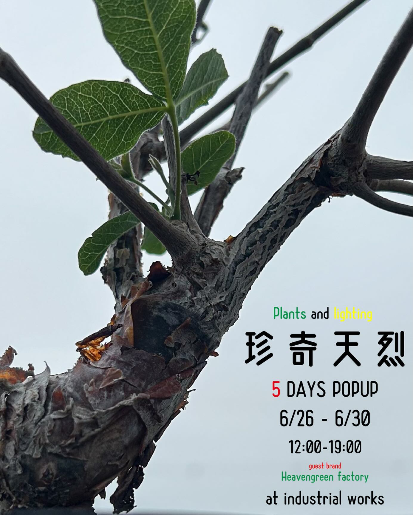 ９９プランツ（春の植物フェア）様 リクエスト 4点 まとめ商品 POPUP珍奇天烈植物vol.4がINDUSTRIALWORKSで開催、ビザールプランツと