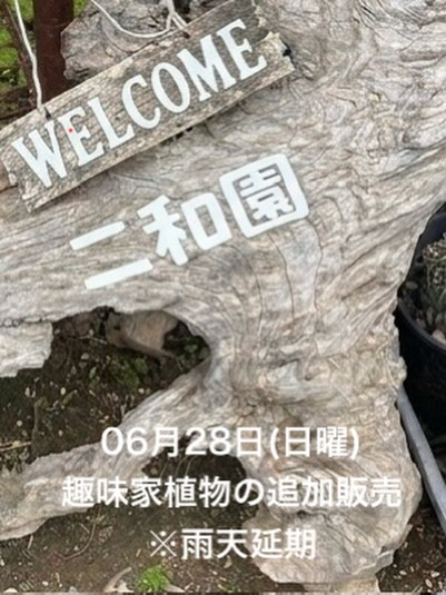 植物フリマin二和園2026が千葉県佐倉市で開催、ビカクシダとアガベの共同出店に注目